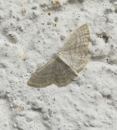 Idaea subsericeata  - Thomas Lux