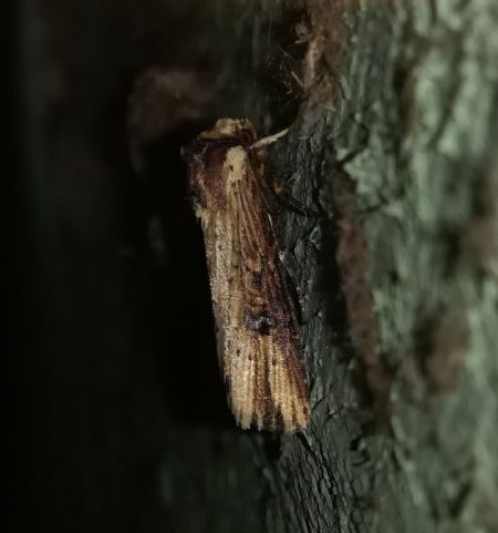 Noctuelle putride  - Thomas Lux