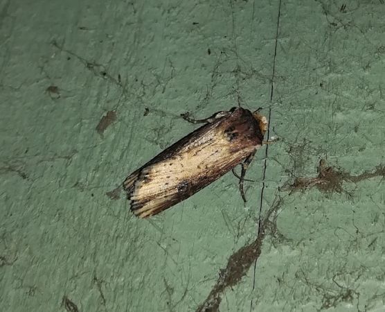 Noctuelle putride  - Thomas Lux