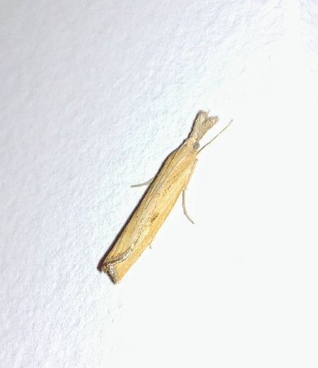 Agriphila inquinatella 