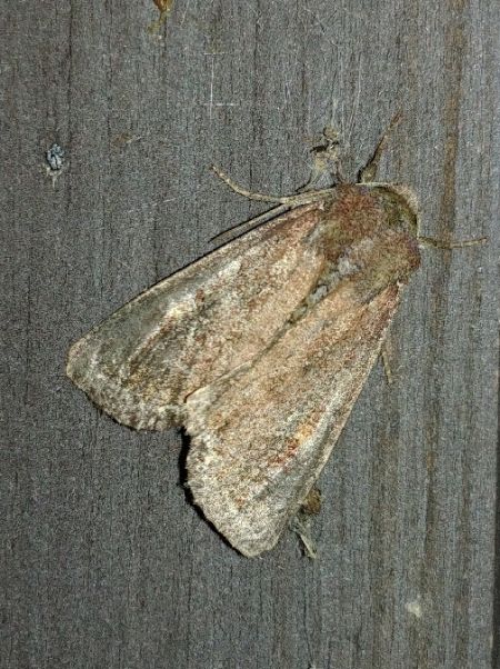 Noctuelle des potagers 