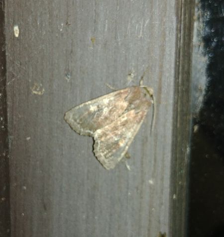 Noctuelle des potagers 