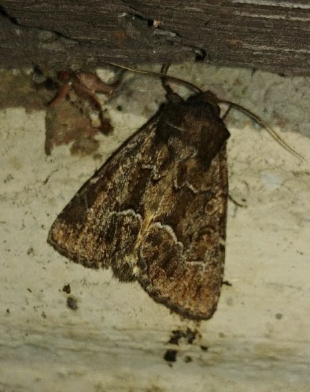 Noctuelle cythérée 
