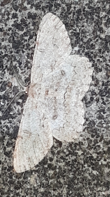 Boarmie pointillée  - Melchior Viallet