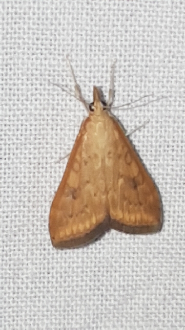 Udea ferrugalis  - Melchior Viallet