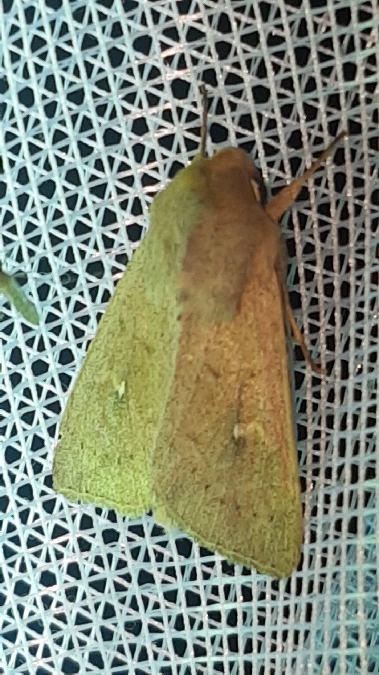 Mythimna ferrago  - Melchior Viallet