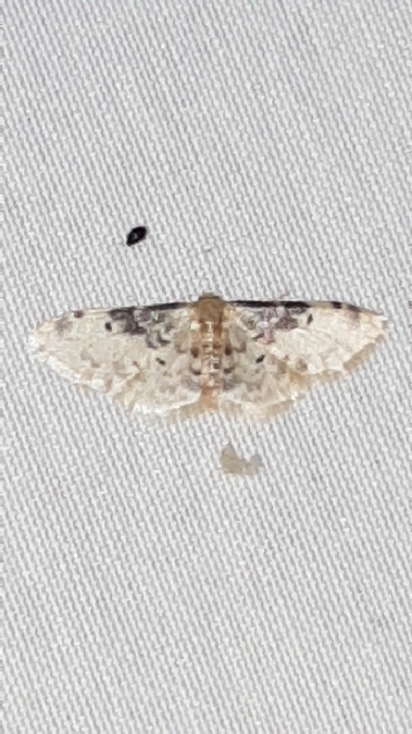 Idaea filicata  - Melchior Viallet
