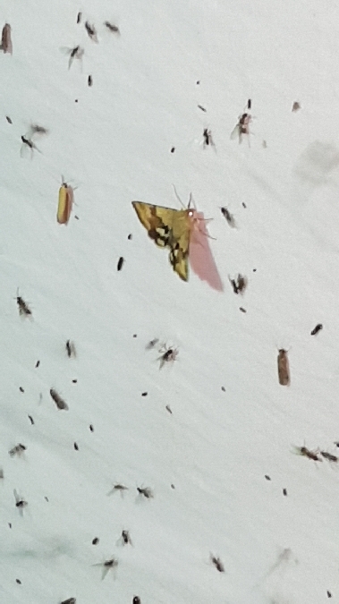 Noctuelle de la cardère  - Melchior Viallet