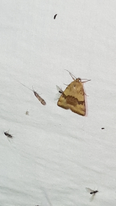 Noctuelle de la cardère  - Melchior Viallet