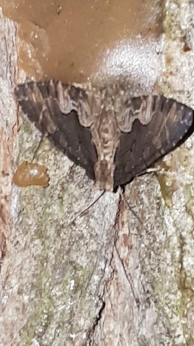 Dypterygia scabriuscula  - Melchior Viallet