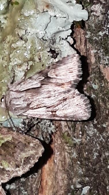 Actinotia hyperici  - Melchior Viallet