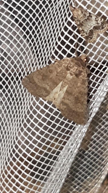 Caradrina morpheus  - Melchior Viallet