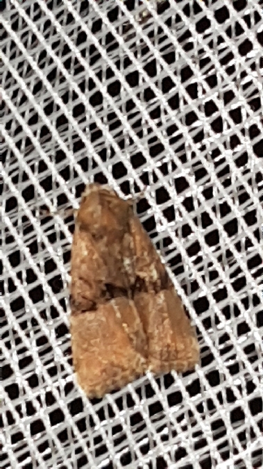 Mesoligia furuncula  - Melchior Viallet