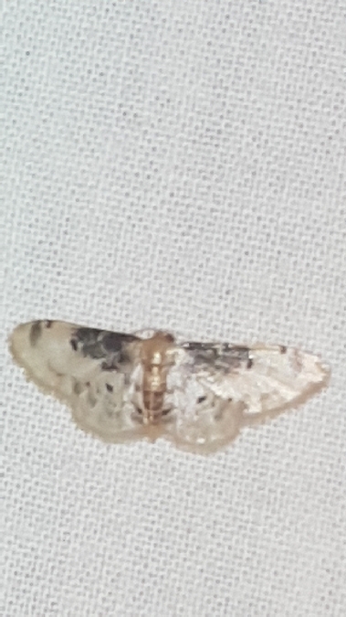 Idaea filicata  - Melchior Viallet