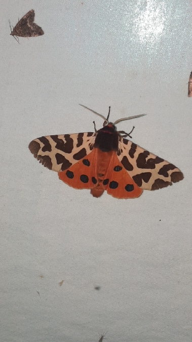 Ecaille martre  - Melchior Viallet