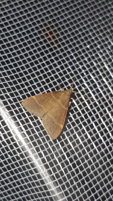 Hypsopygia glaucinalis  - Melchior Viallet