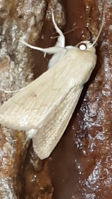 Mythimna vitellina  - Melchior Viallet