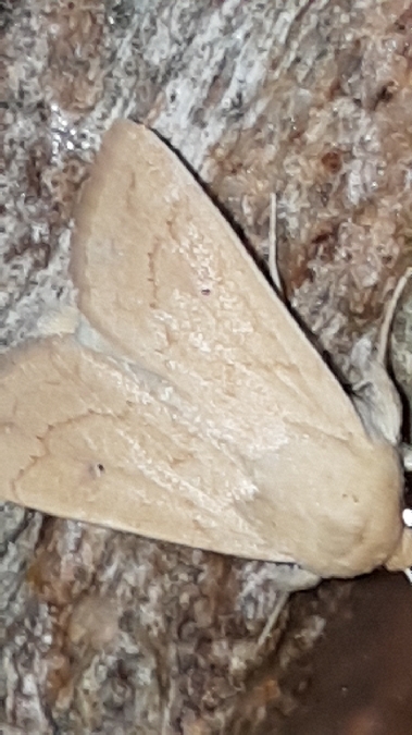 Mythimna vitellina  - Melchior Viallet