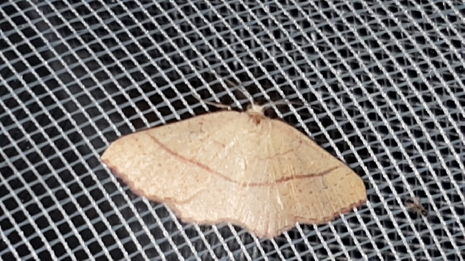 Cyclophora linearia  - Melchior Viallet