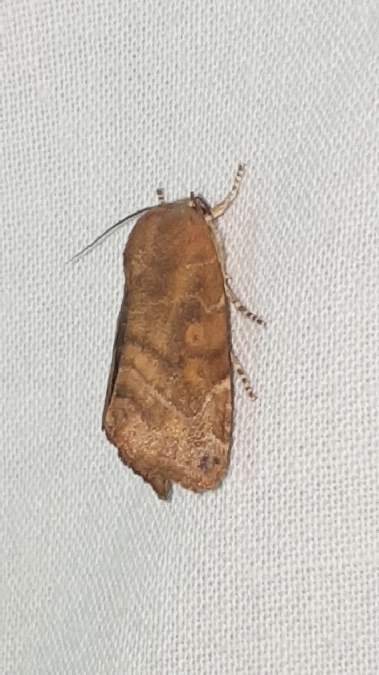 Cosmia affinis  - Melchior Viallet