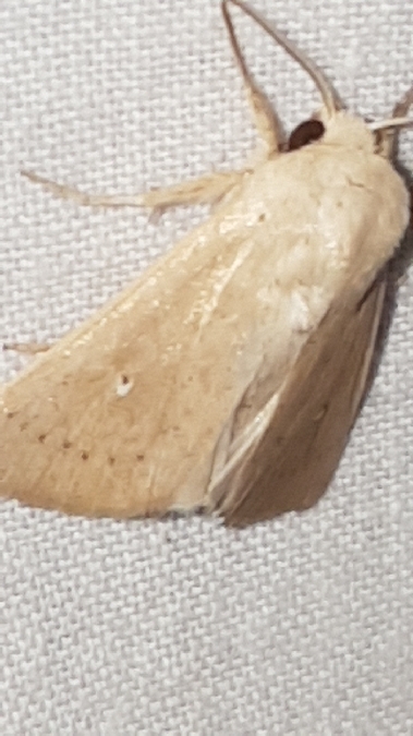 Mythimna sicula  - Melchior Viallet