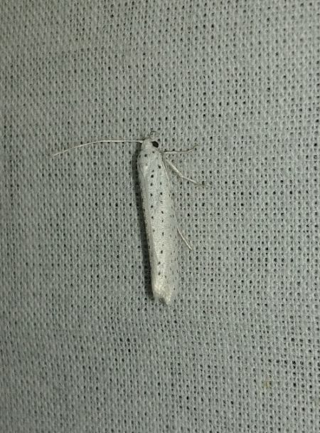 Yponomeuta evonymella 