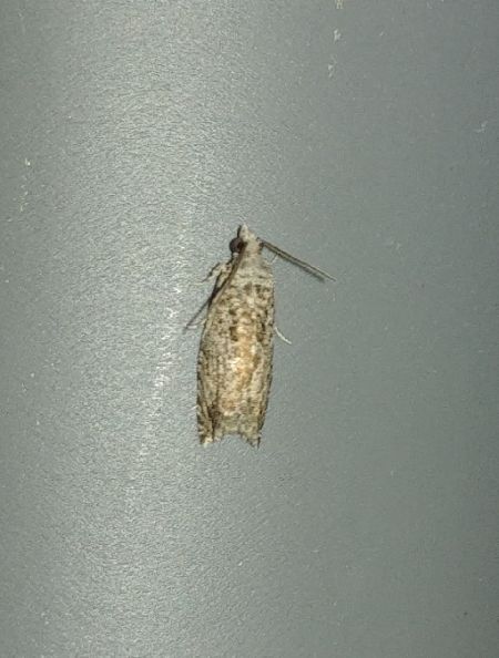 Cydia splendana 