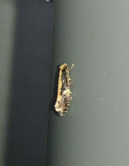 Monopis obviella 