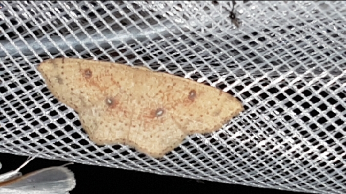 Cyclophora porata  - Melchior Viallet