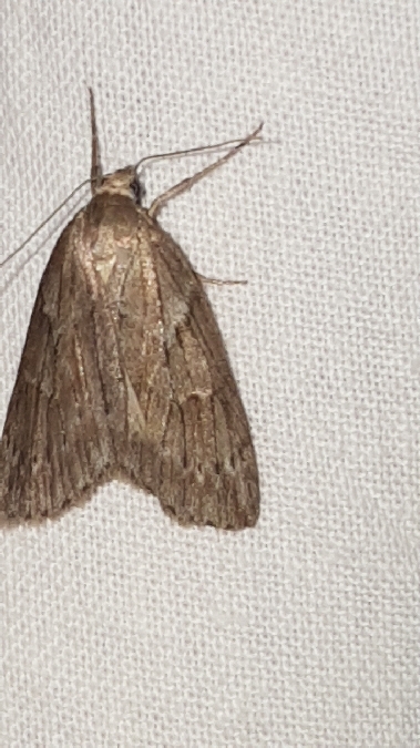 Pachycnemia hippocastanaria  - Melchior Viallet