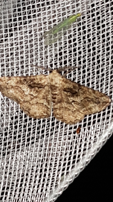 Synopsia sociaria  - Melchior Viallet