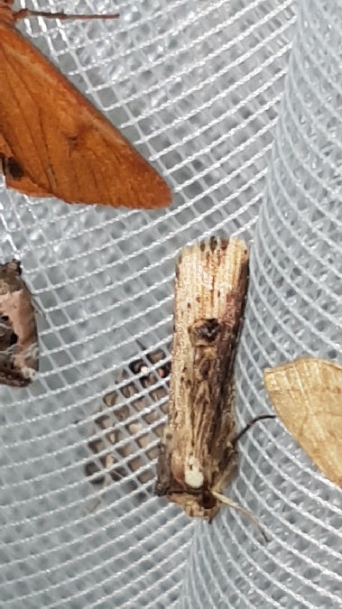 Noctuelle putride  - Melchior Viallet