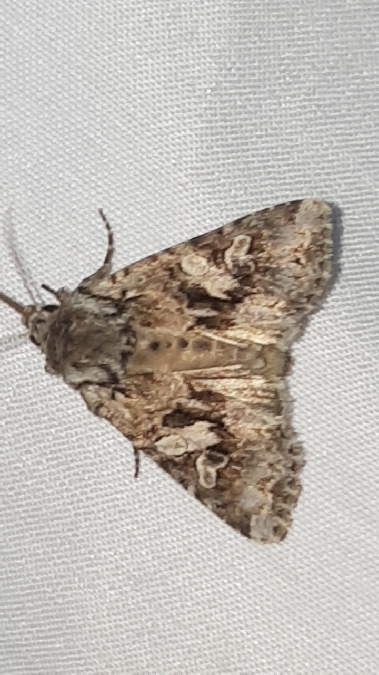 Hada plebeja  - Melchior Viallet