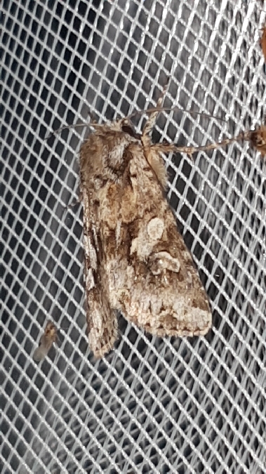 Hada plebeja  - Melchior Viallet