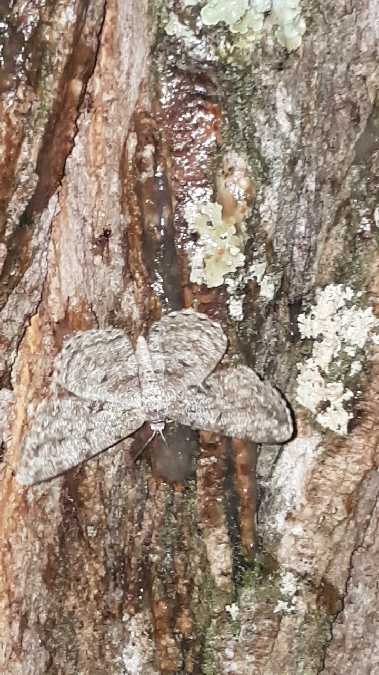 Boarmie du chêne  - Melchior Viallet