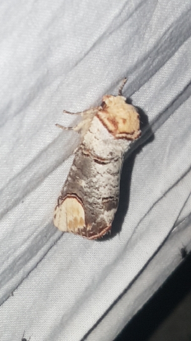 Bucéphale  - Melchior Viallet