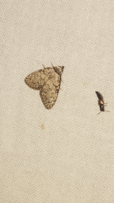 Meganola strigula  - Melchior Viallet