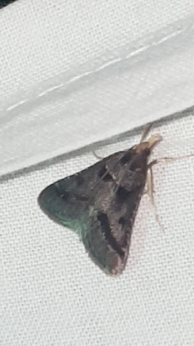 Clédéobie brunâtre  - Melchior Viallet