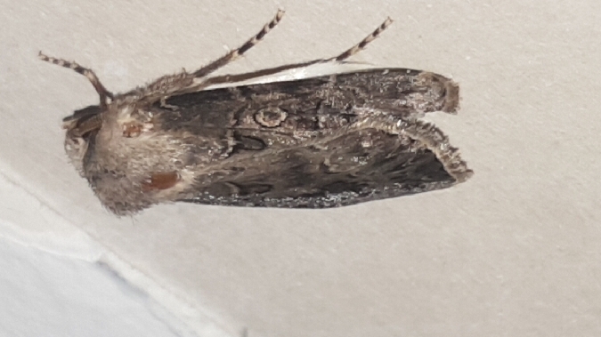 Noctuelle trapue  - Melchior Viallet