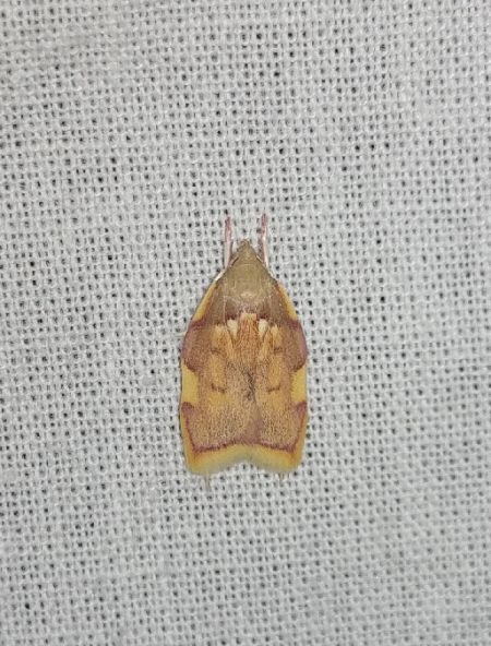 Carcina quercana 
