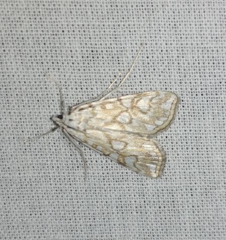 Elophila nymphaeata 