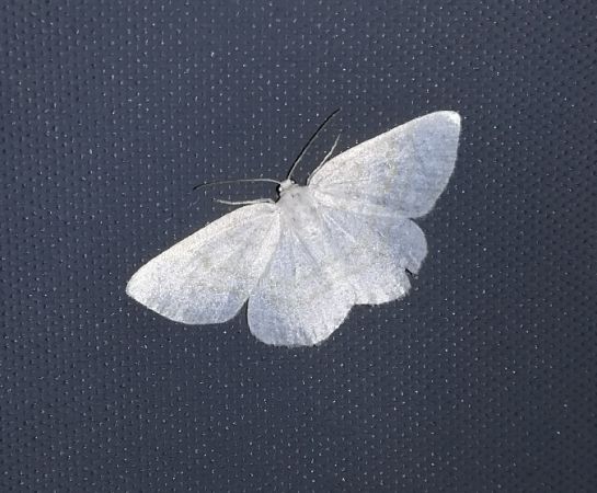 Cabère virginale  - Thomas Lux