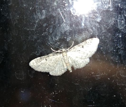 Eupithecia virgaureata 
