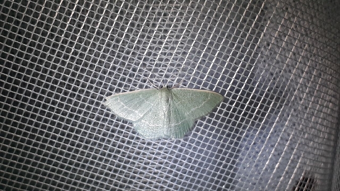 Phalène verte des callunes  - Melchior Viallet