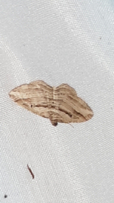 Costaconvexa polygrammata  - Melchior Viallet