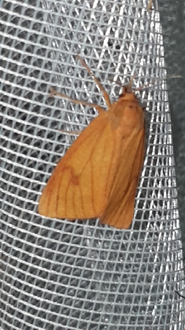 Bordure ensanglantée  - Melchior Viallet