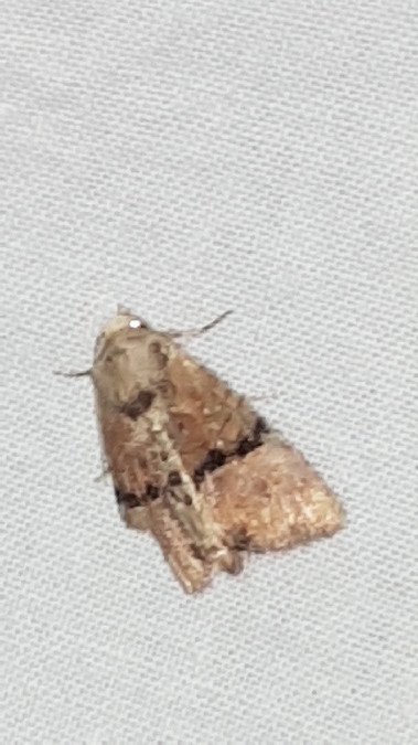 Mesoligia furuncula  - Melchior Viallet