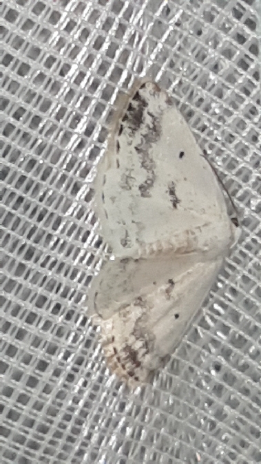 Lomographa temerata  - Melchior Viallet