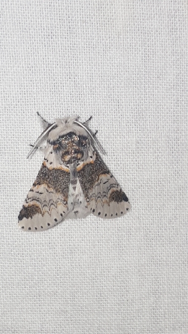 Harpye fourchue  - Melchior Viallet