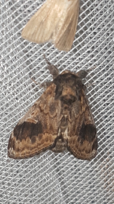 Dromadaire  - Melchior Viallet